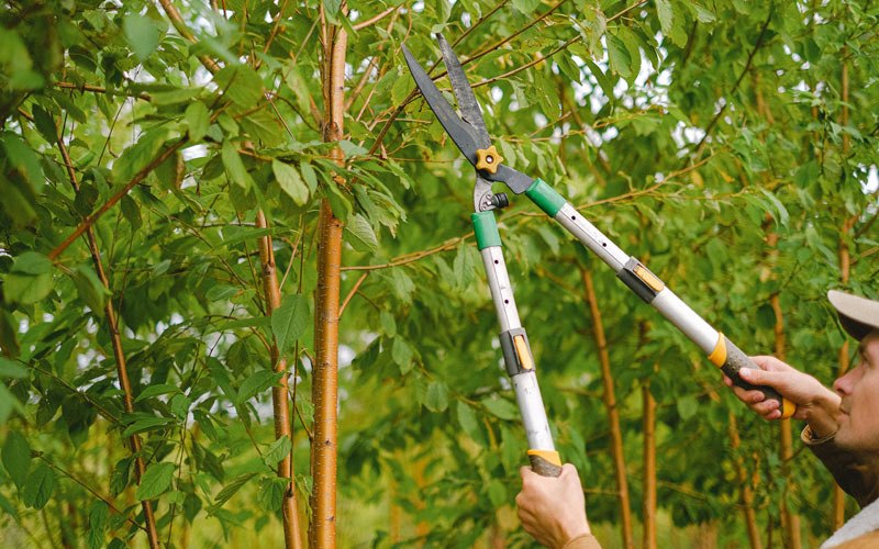 Tree trimming in Forest City, IA